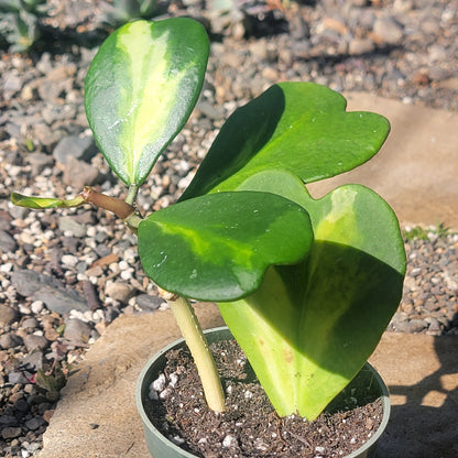 DesertScapeSucculent Succulent 4" Assorted Hoya Kerrii Vine Reverse Var