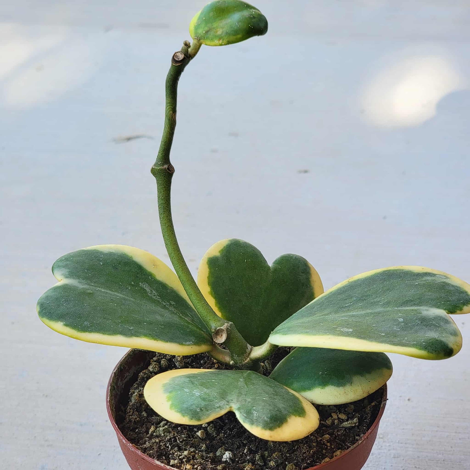 Hoya Kerrii Vine Variegated - 4 Inch - House Plant - DesertScapeSucculent