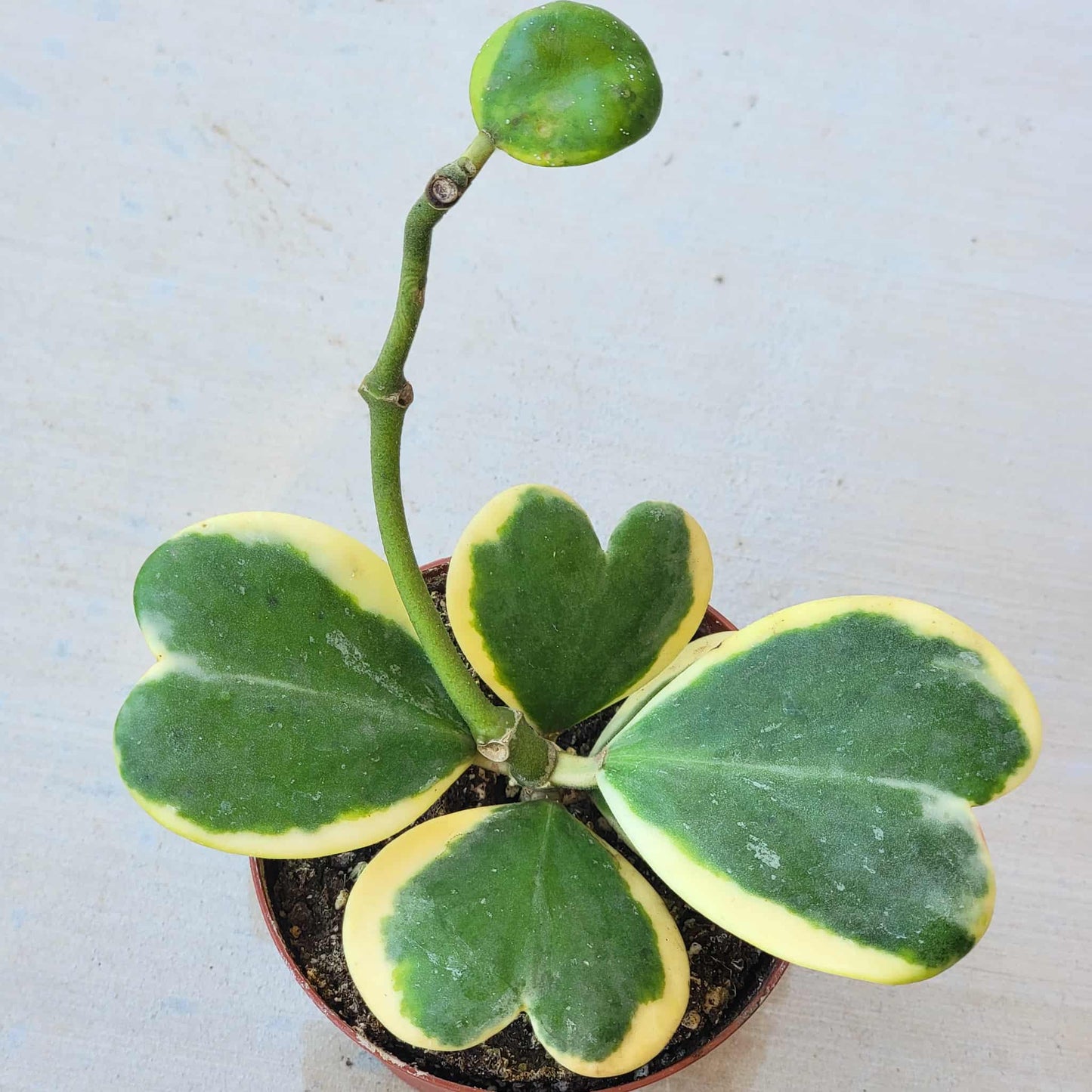 Hoya Kerrii Vine Variegated - 4 Inch - House Plant - DesertScapeSucculent
