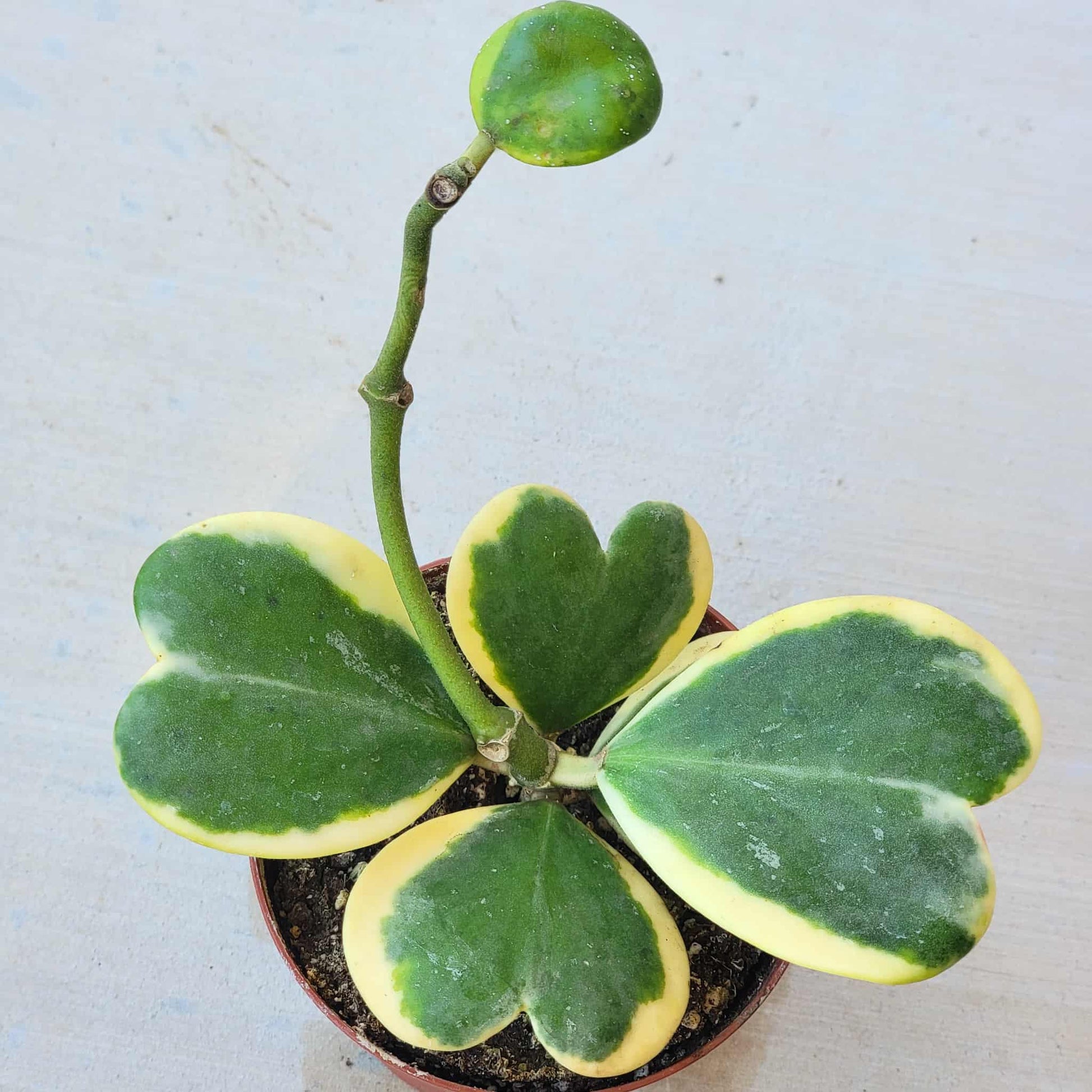 Hoya Kerrii Vine Variegated - 4 Inch - House Plant - DesertScapeSucculent