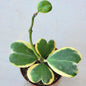 Hoya Kerrii Vine Variegated - 4 Inch - House Plant - DesertScapeSucculent