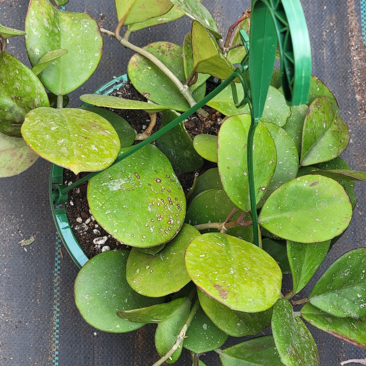 DesertScapeSucculent Succulent 8" Assorted Hanging Hoya Obovata Splash