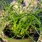 Juncus effusus 'Spiralis' - 4 Inch Assorted - Succulent - DesertScapeSucculent
