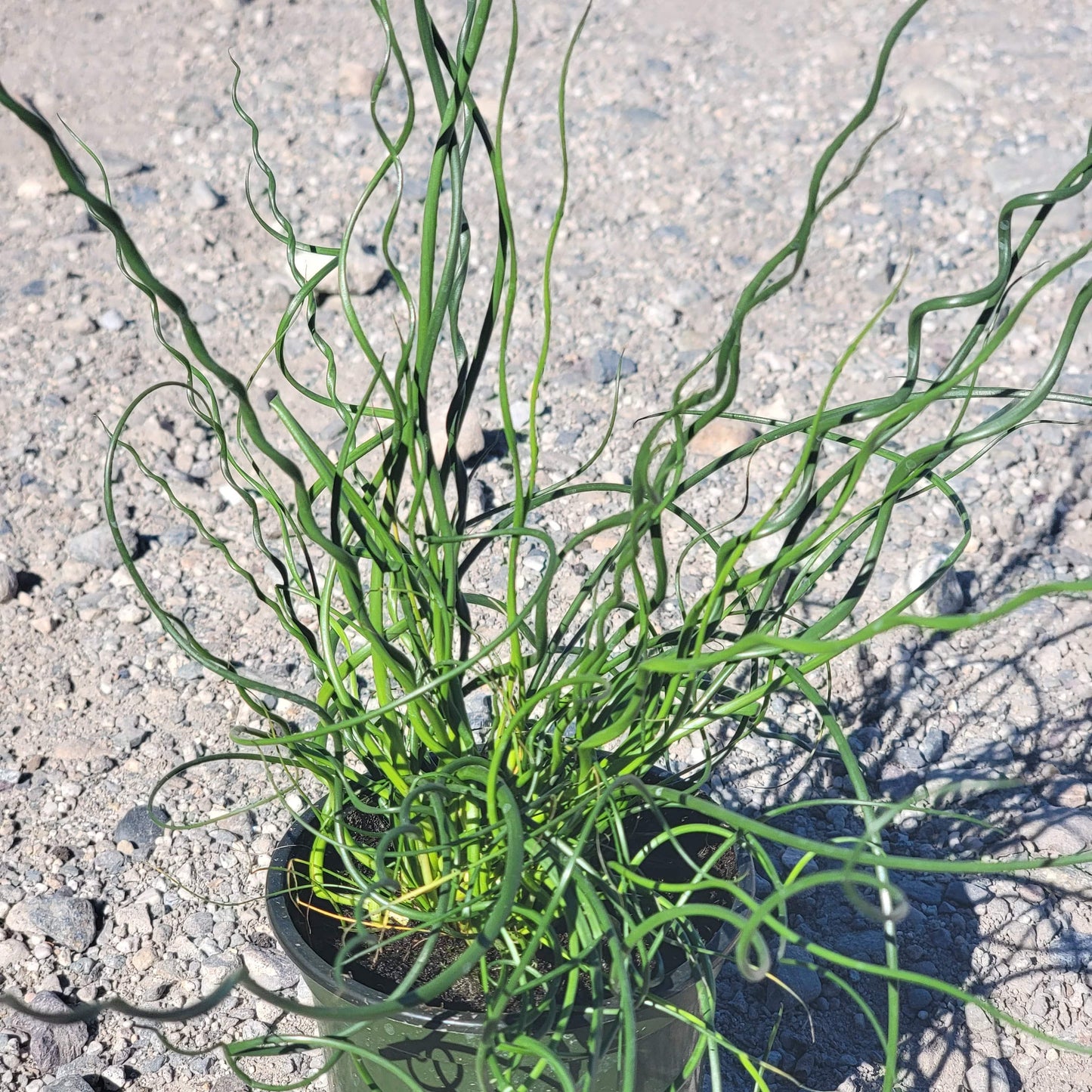 Juncus effusus 'Spiralis'