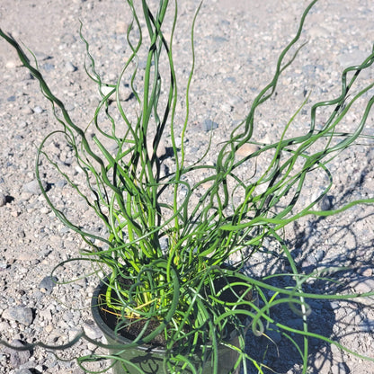 Juncus effusus 'Spiralis'