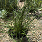 Juncus effusus 'Spiralis' - 6 Inch Assorted - Succulent - DesertScapeSucculent