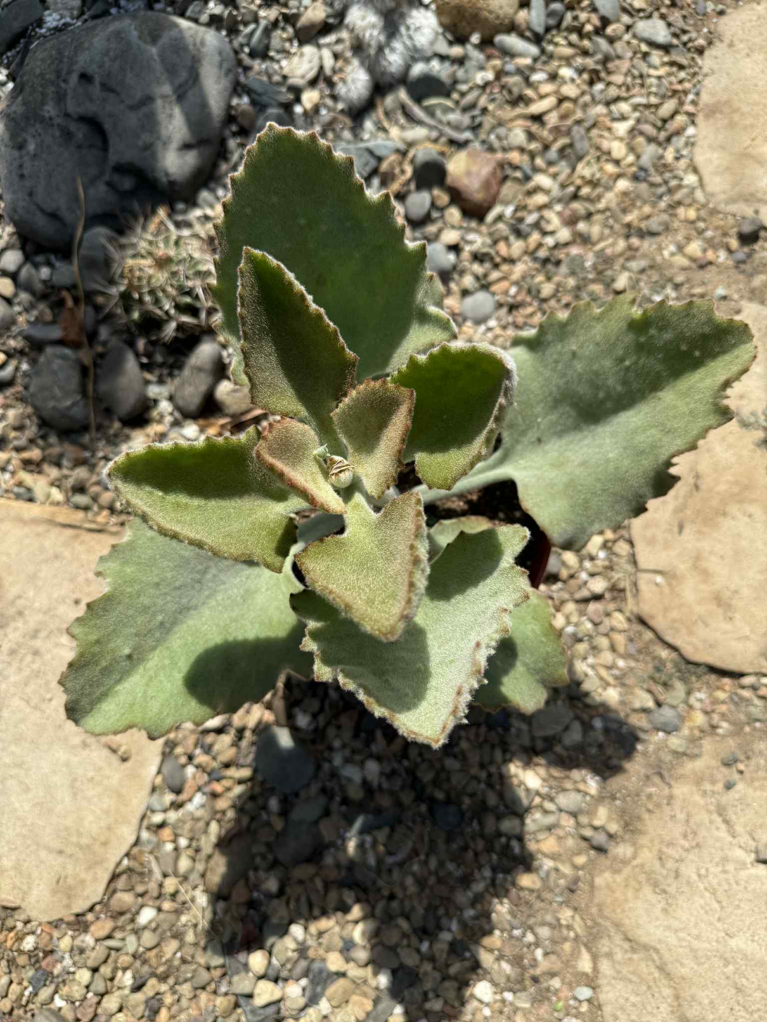 kalanchoe beharensis succulent Kalanchoe beharensis 'Fang'