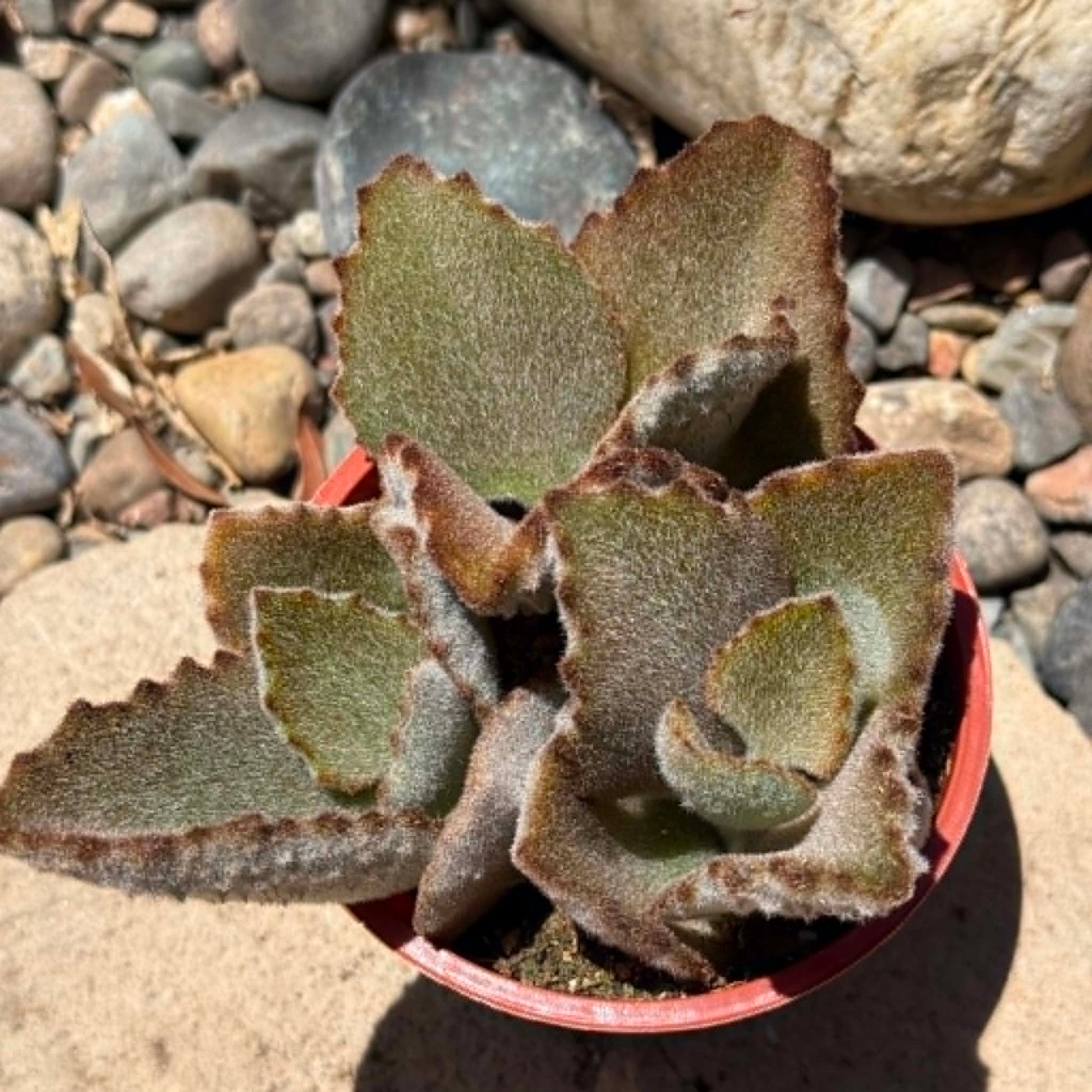 DesertScapeSucculent Succulent Kalanchoe beharensis 'Fang'