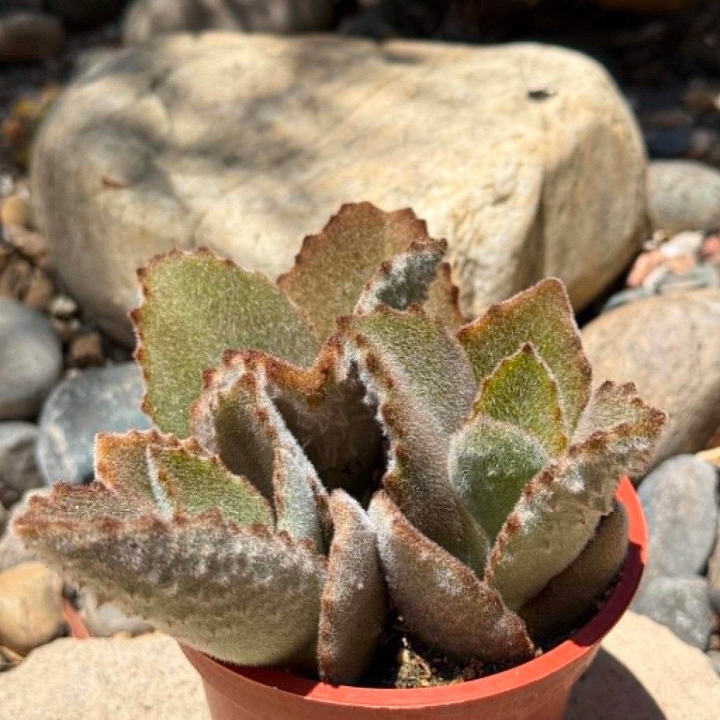 DesertScapeSucculent Succulent 4 Inch Kalanchoe beharensis 'Fang'