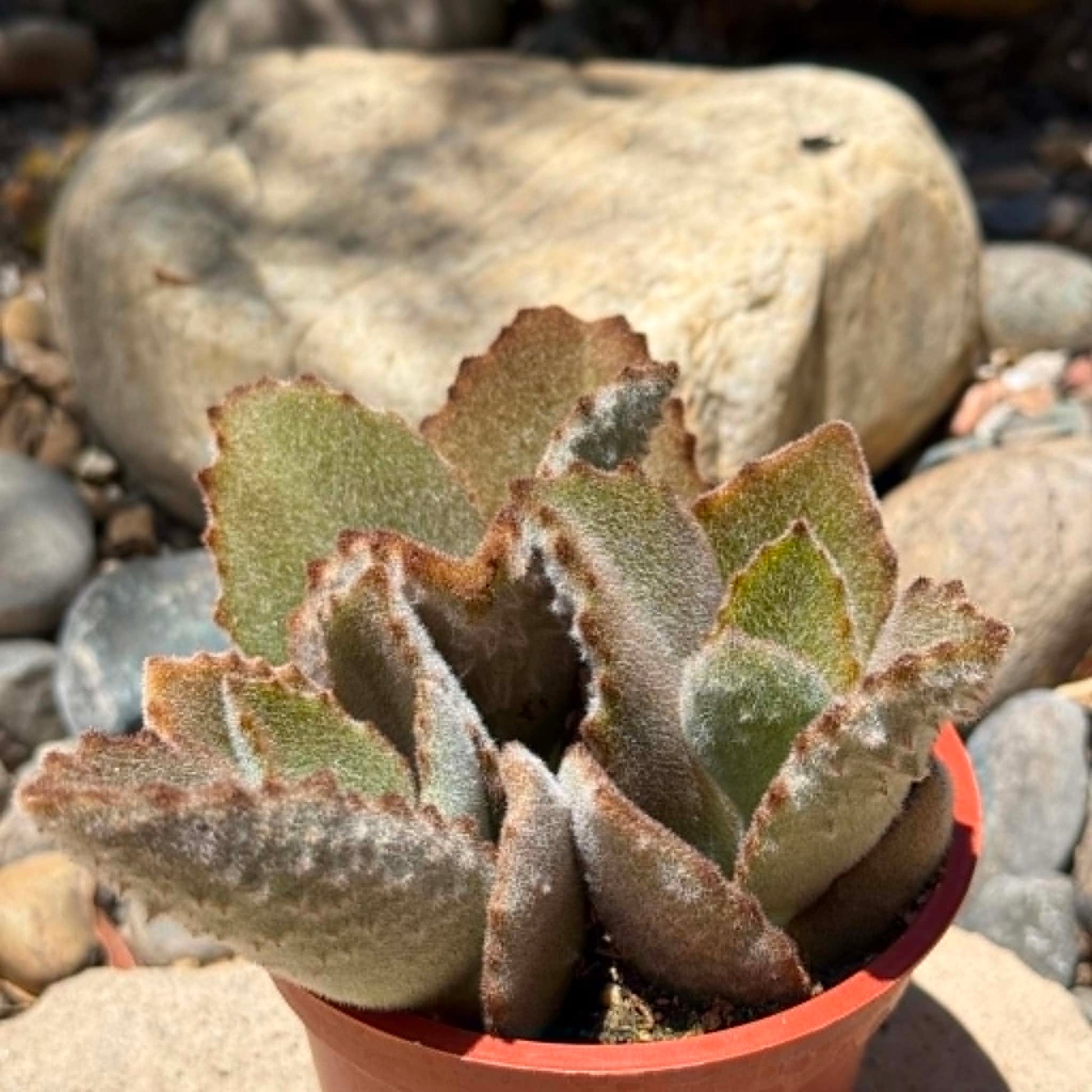 DesertScapeSucculent Succulent 4 Inch Kalanchoe beharensis 'Fang'