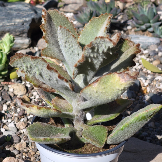 DesertScapeSucculent Succulent 4 Inch Assorted Kalanchoe beharensis 'Fang'