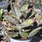 Kalanchoe beharensis 'Fang' - 4 Inch - Succulent - DesertScapeSucculent