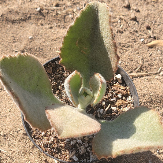 Kalanchoe beharensis 'Fang'