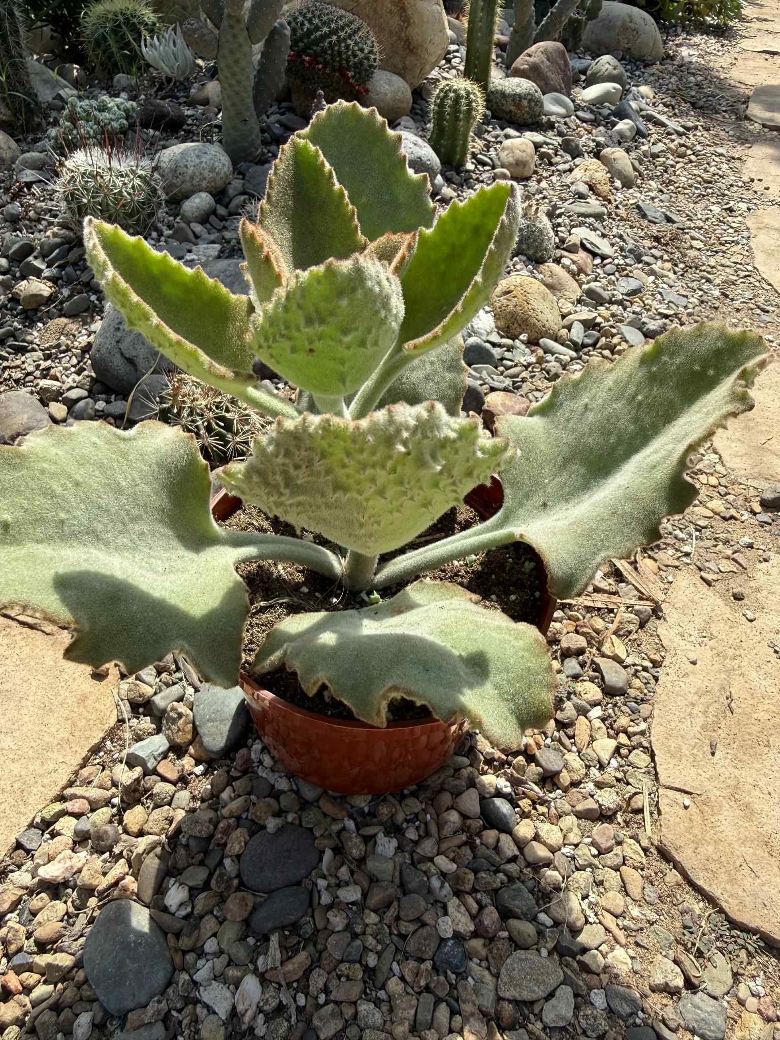kalanchoe beharensis succulent Kalanchoe beharensis 'Fang'