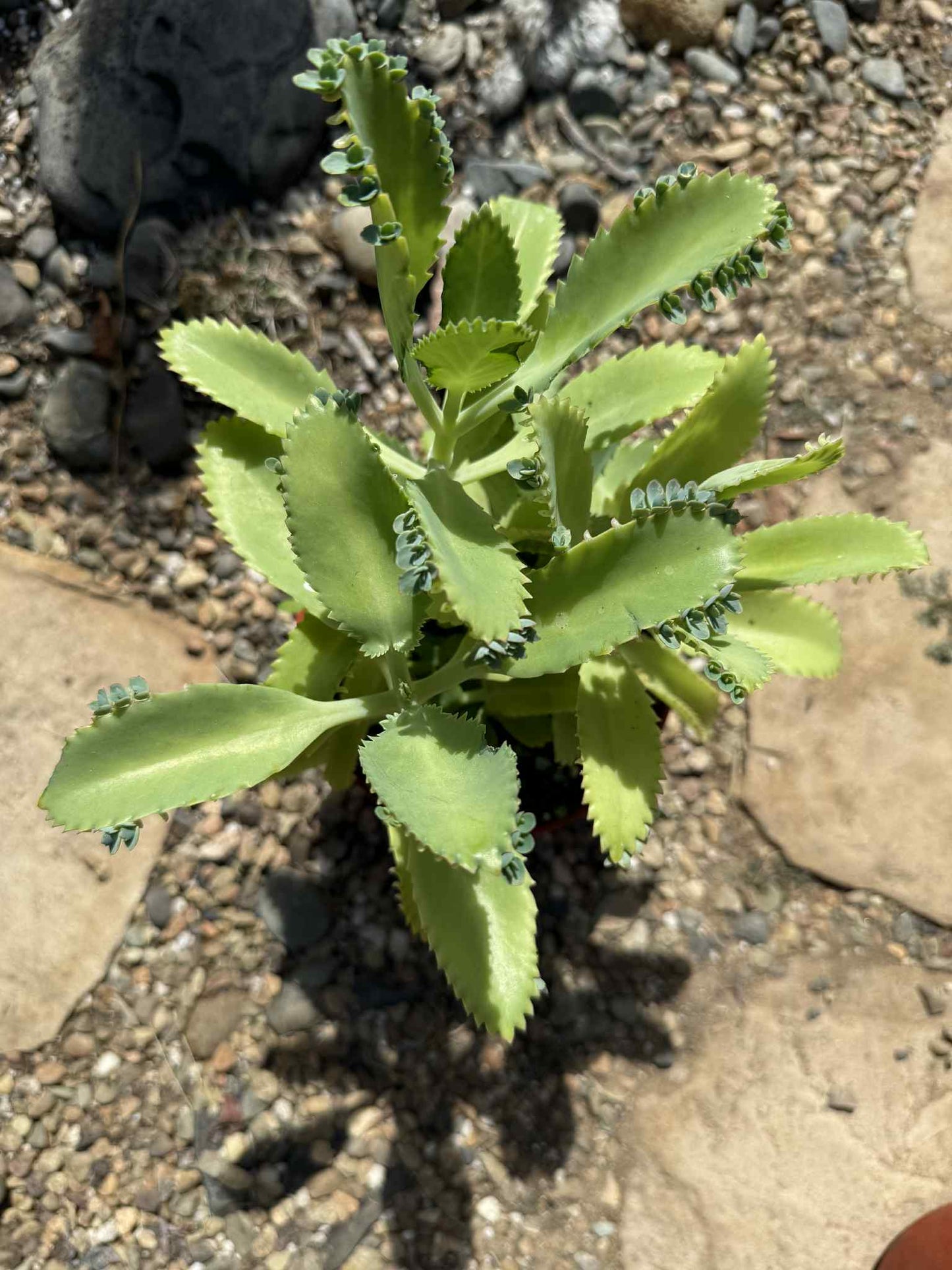 Kalanchoe Daigremontiana 'Mother of Thousands' - 6 Inch Cluster - Succulent - DesertScapeSucculent