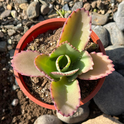 DesertScapeSucculent Succulent Kalanchoe Daigremontiana 'Mother of Thousands'