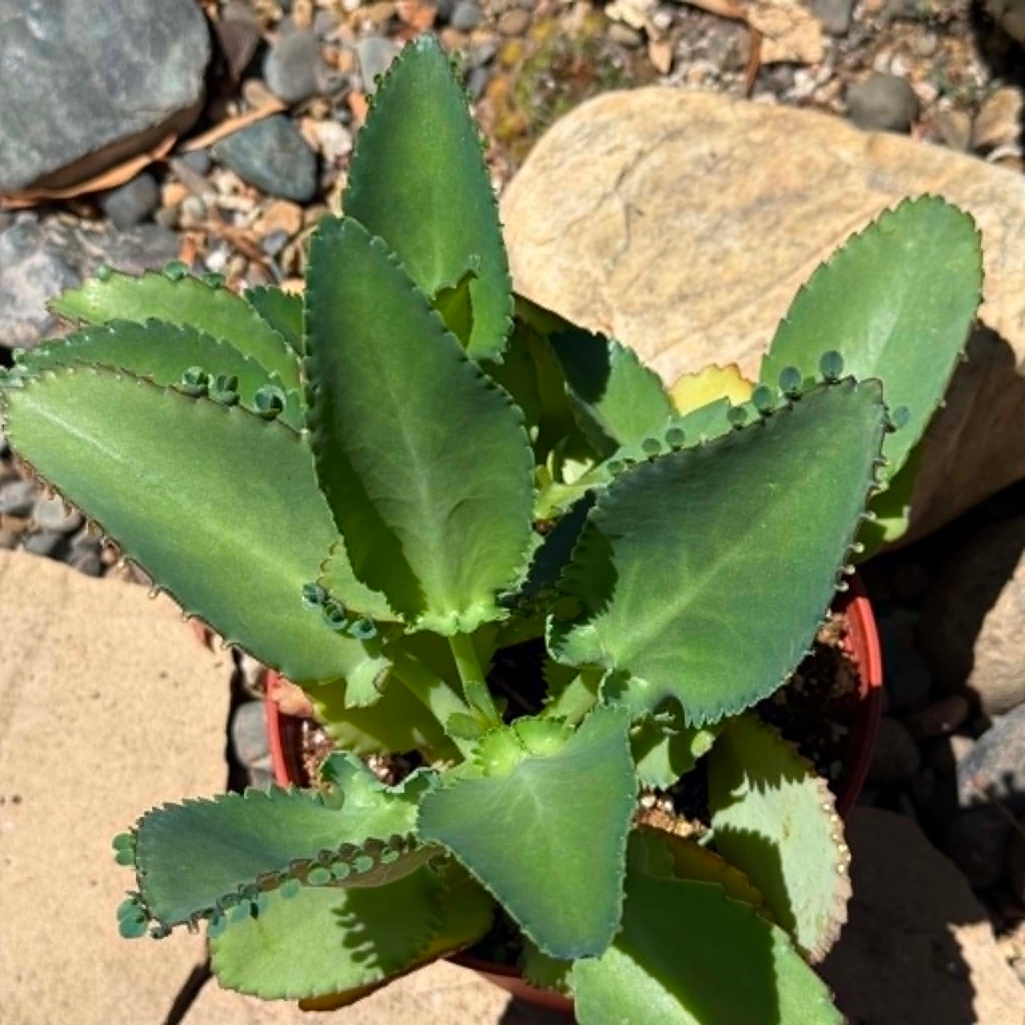 DesertScapeSucculent Succulent Kalanchoe Daigremontiana 'Mother of Thousands'