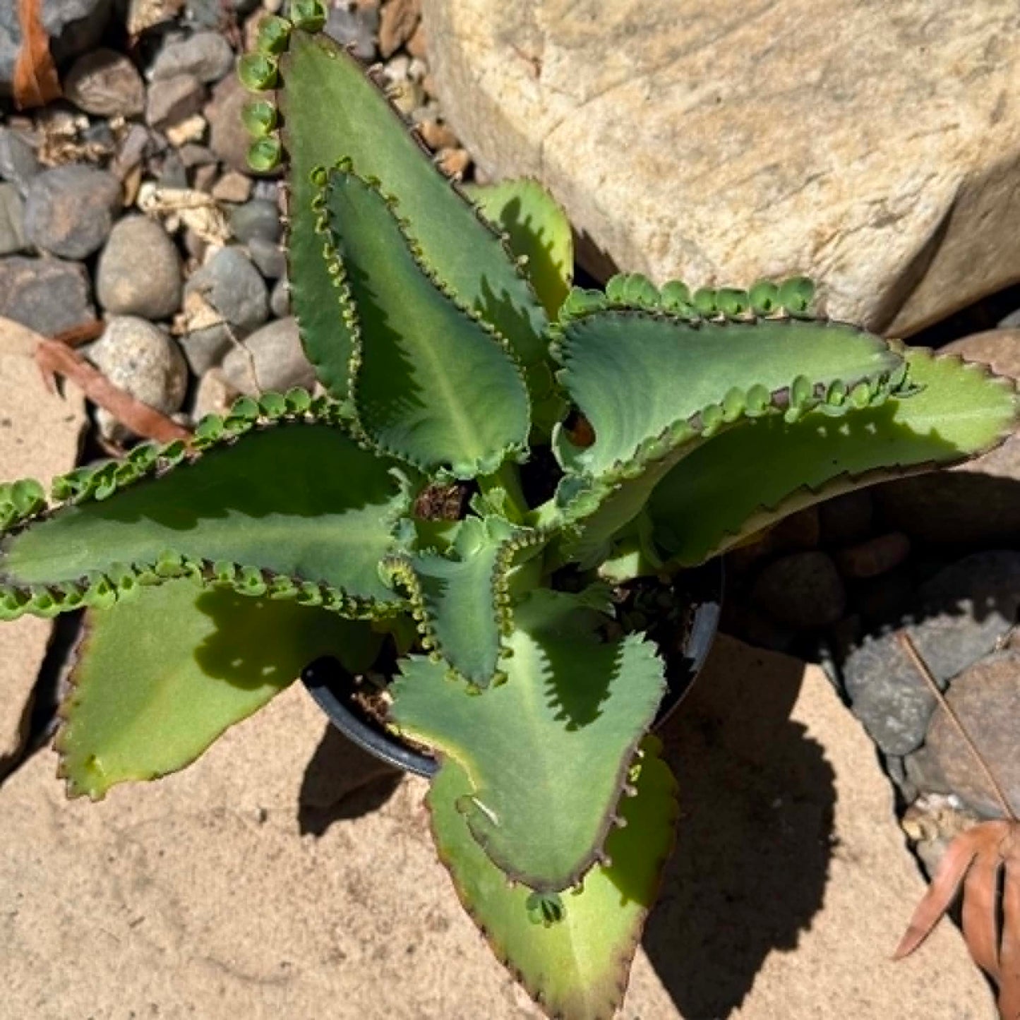 DesertScapeSucculent Succulent Kalanchoe Daigremontiana 'Mother of Thousands'