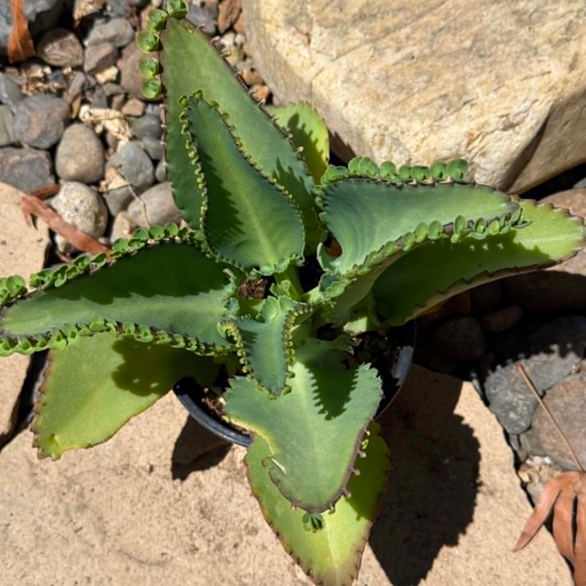 DesertScapeSucculent Succulent Kalanchoe Daigremontiana 'Mother of Thousands'
