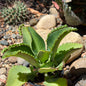 DesertScapeSucculent Succulent 4 Inch Kalanchoe Daigremontiana 'Mother of Thousands'