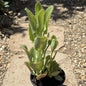 Kalanchoe Daigremontiana 'Mother of Thousands' - 4 Inch Assorted - Succulent - DesertScapeSucculent