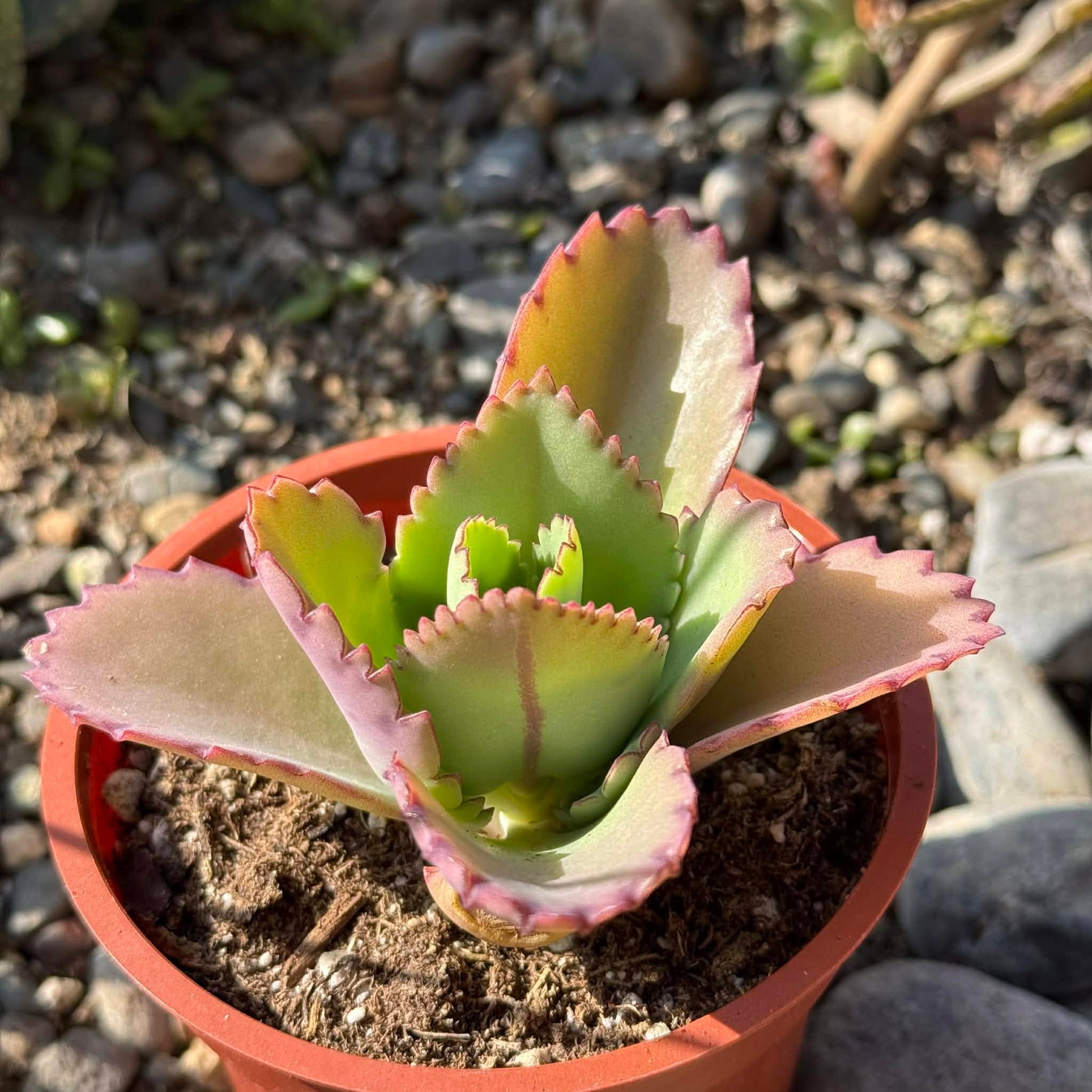 DesertScapeSucculent Succulent 4 Inch Assorted Kalanchoe Daigremontiana 'Mother of Thousands'