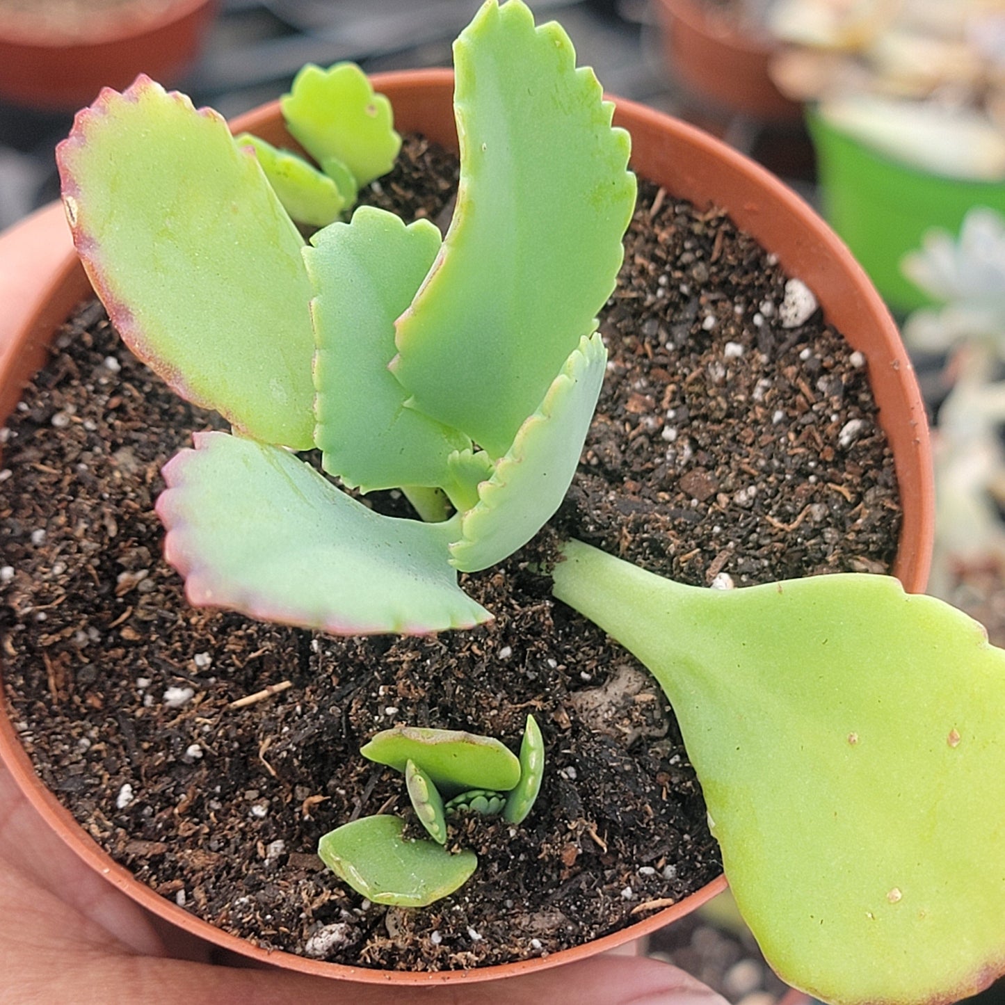 Kalanchoe Daigremontiana "Mother of Thousands"