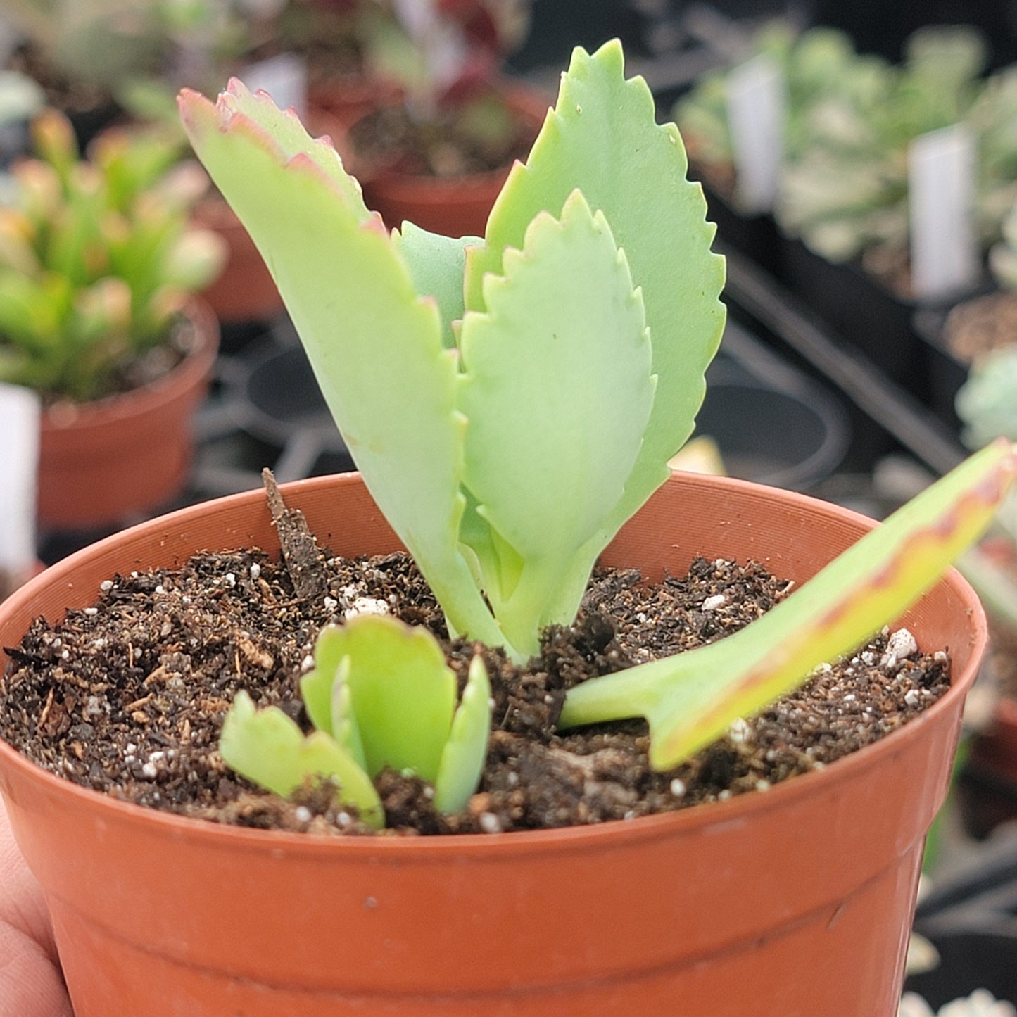 Kalanchoe Daigremontiana "Mother of Thousands"