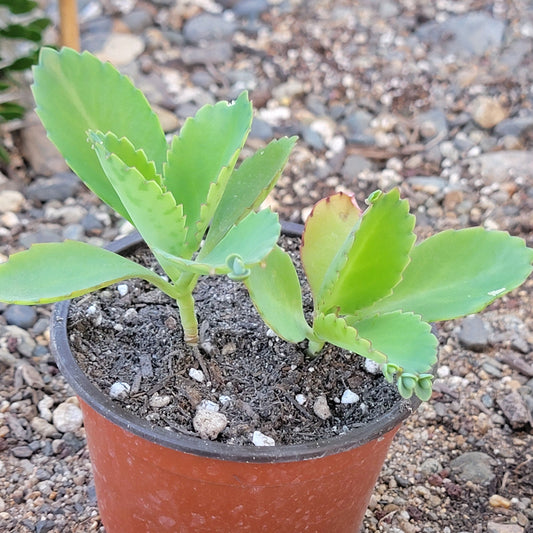 DesertScapeSucculent Succulent Kalanchoe Daigremontiana "Mother of Thousands"