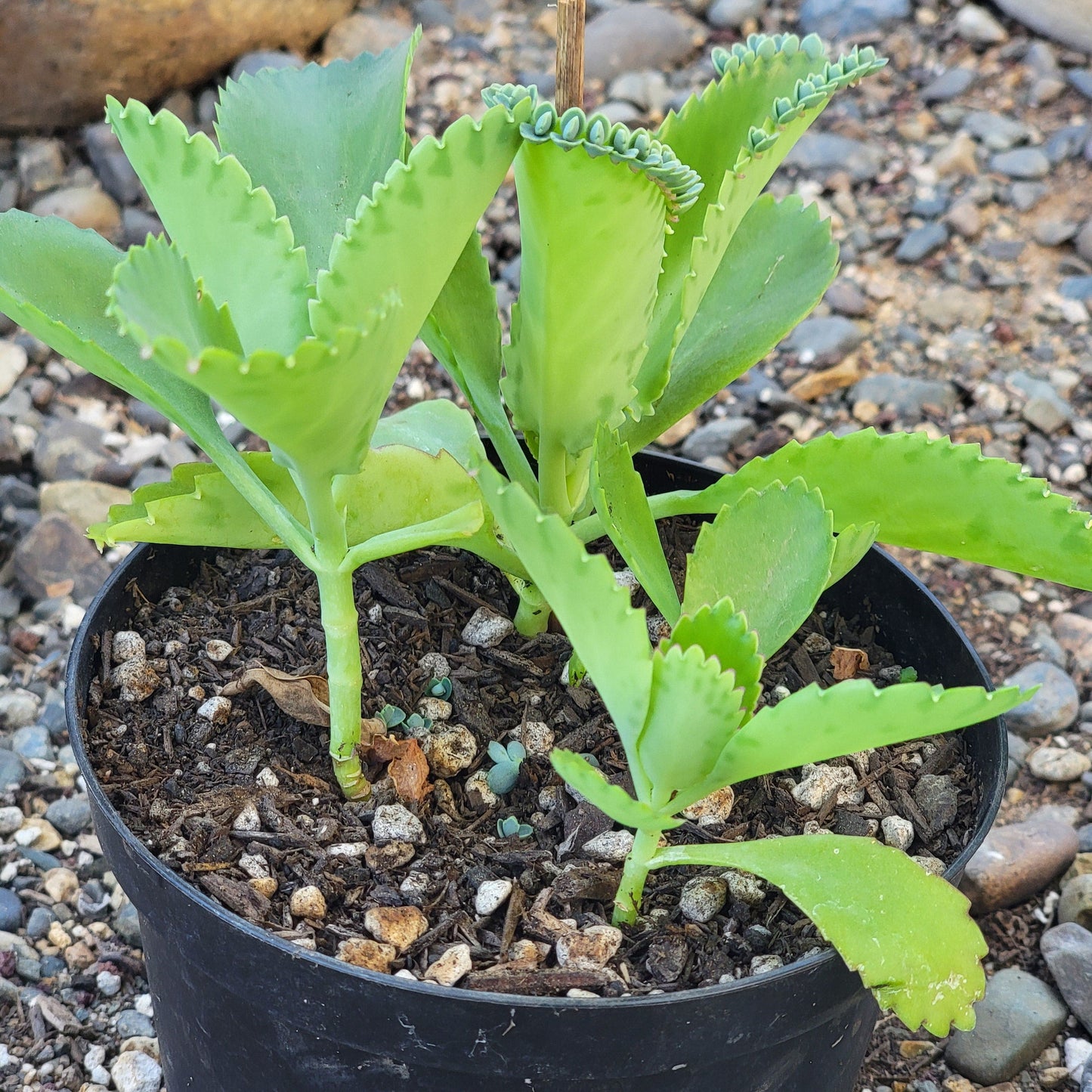 Kalanchoe Daigremontiana "Mother of Thousands"