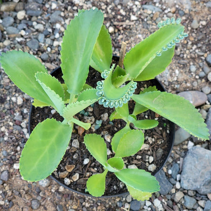 Kalanchoe Daigremontiana "Mother of Thousands"