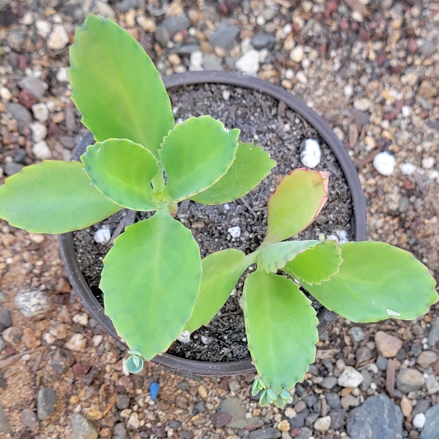 Kalanchoe Daigremontiana "Mother of Thousands"