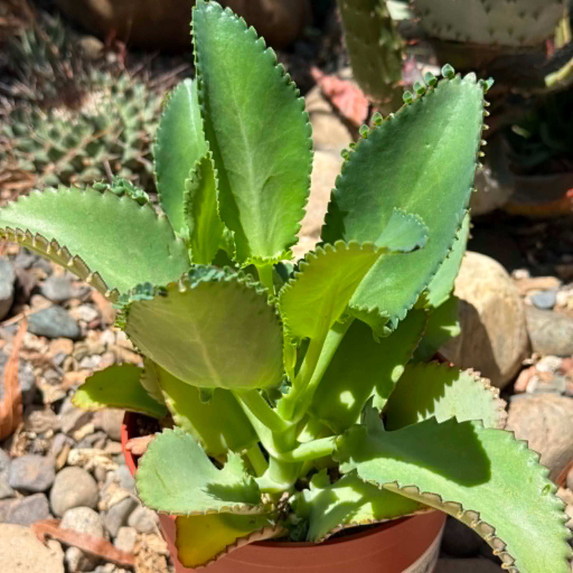 DesertScapeSucculent Succulent 6 Inch Kalanchoe Daigremontiana 'Mother of Thousands'