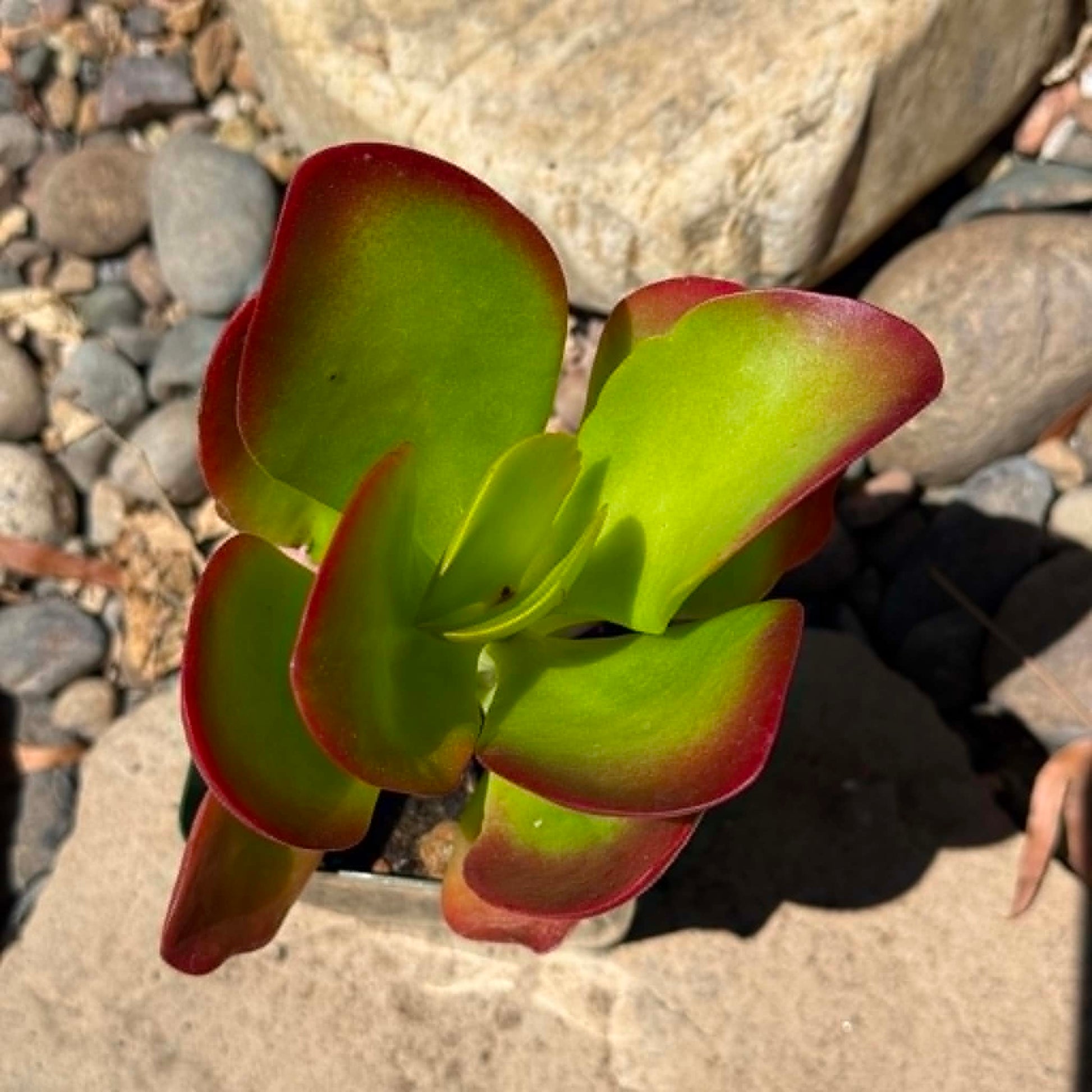DesertScapeSucculent Succulent Kalanchoe 'Dragonfire'