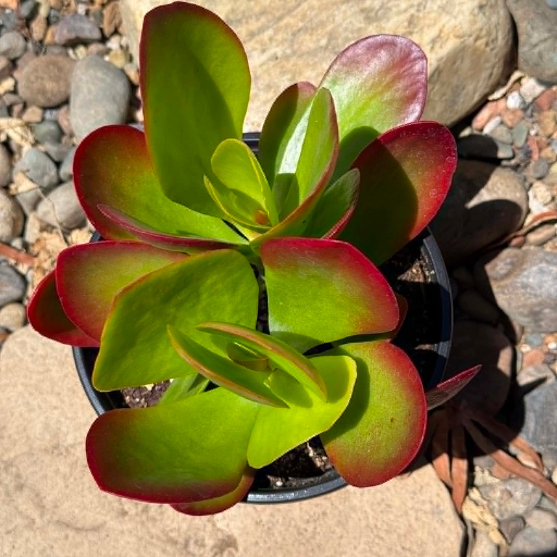 DesertScapeSucculent Succulent Kalanchoe 'Dragonfire'
