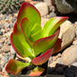 DesertScapeSucculent Succulent 4 Inch Assorted Kalanchoe 'Dragonfire'