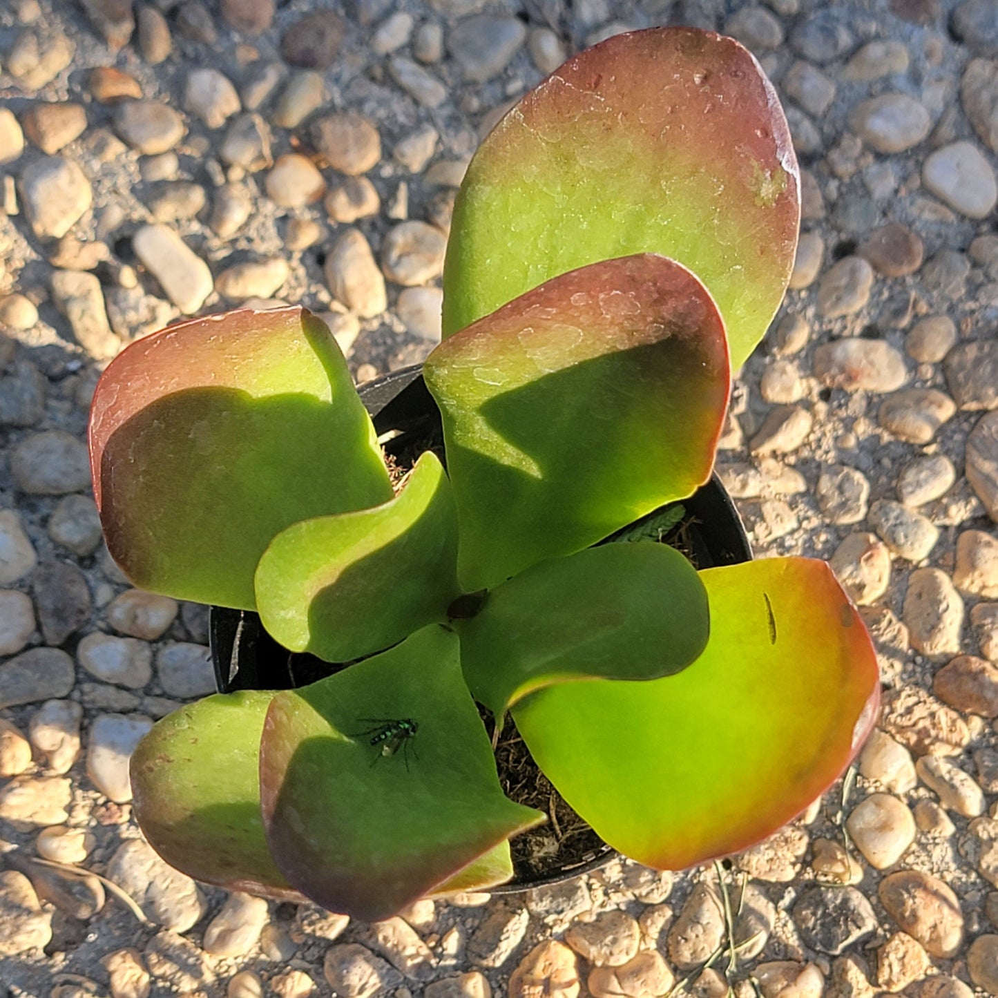 Kalanchoe 'Dragonfire'