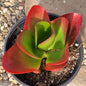 Kalanchoe 'Dragonfire' - 6 Inch Assorted - Succulent - DesertScapeSucculent
