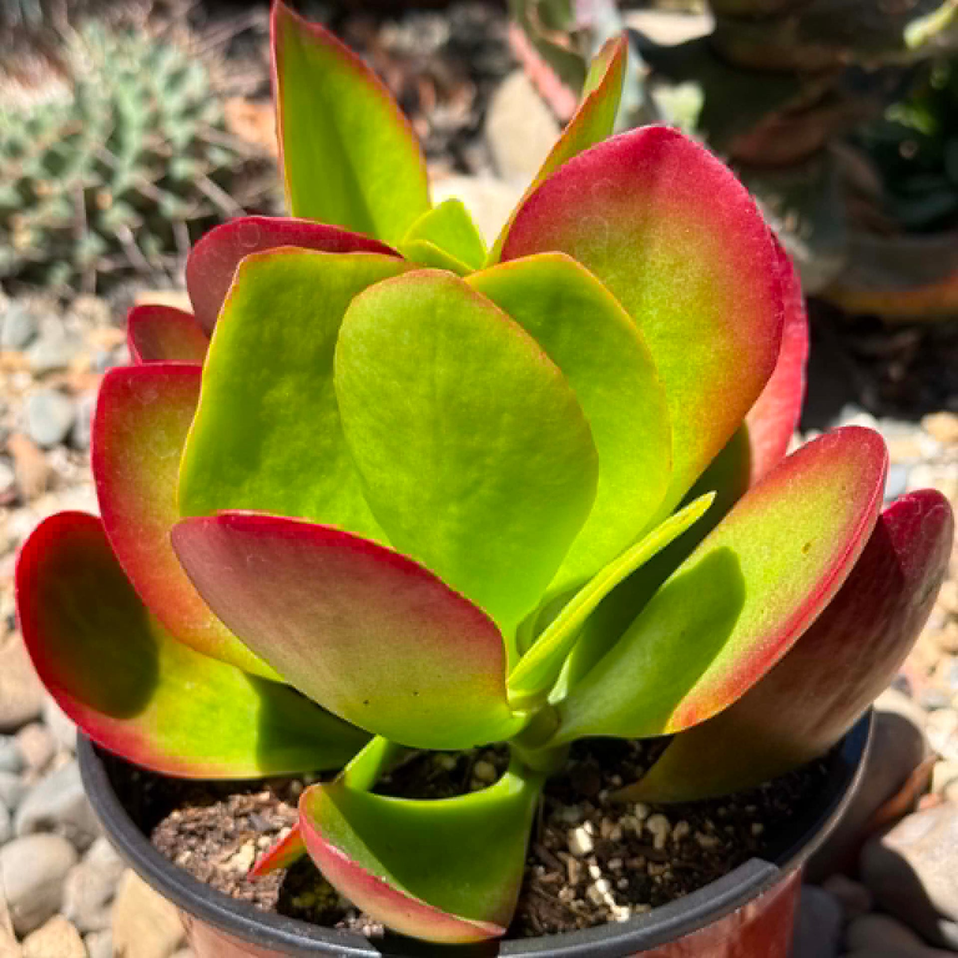 Kalanchoe 'Dragonfire'