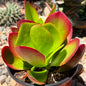 DesertScapeSucculent Succulent 6 Inch Assorted Kalanchoe 'Dragonfire'
