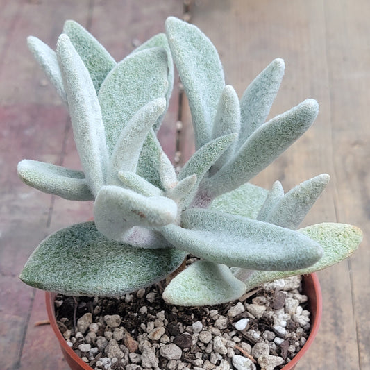 Kalanchoe eriophylla 'Snow White Panda Plant'