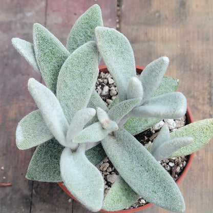 kalanchoe succulent with white flowers Kalanchoe eriophylla 'Snow White Panda Plant' – DesertScapeSucculent