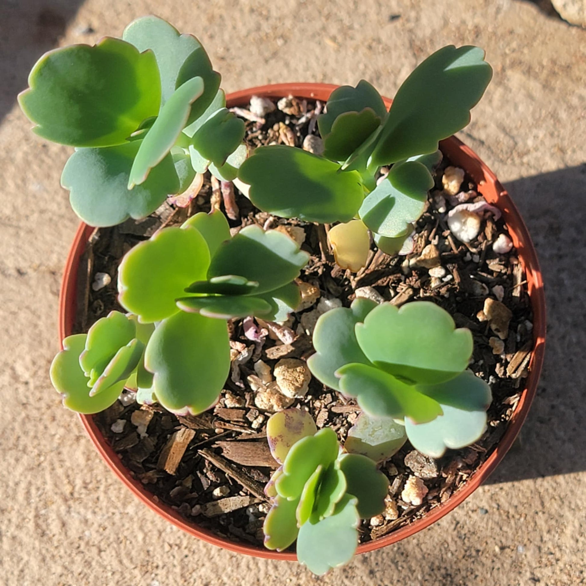 succulent scallops Kalanchoe fedtschenkoi 'Lavender Scallops' – DesertScapeSucculent