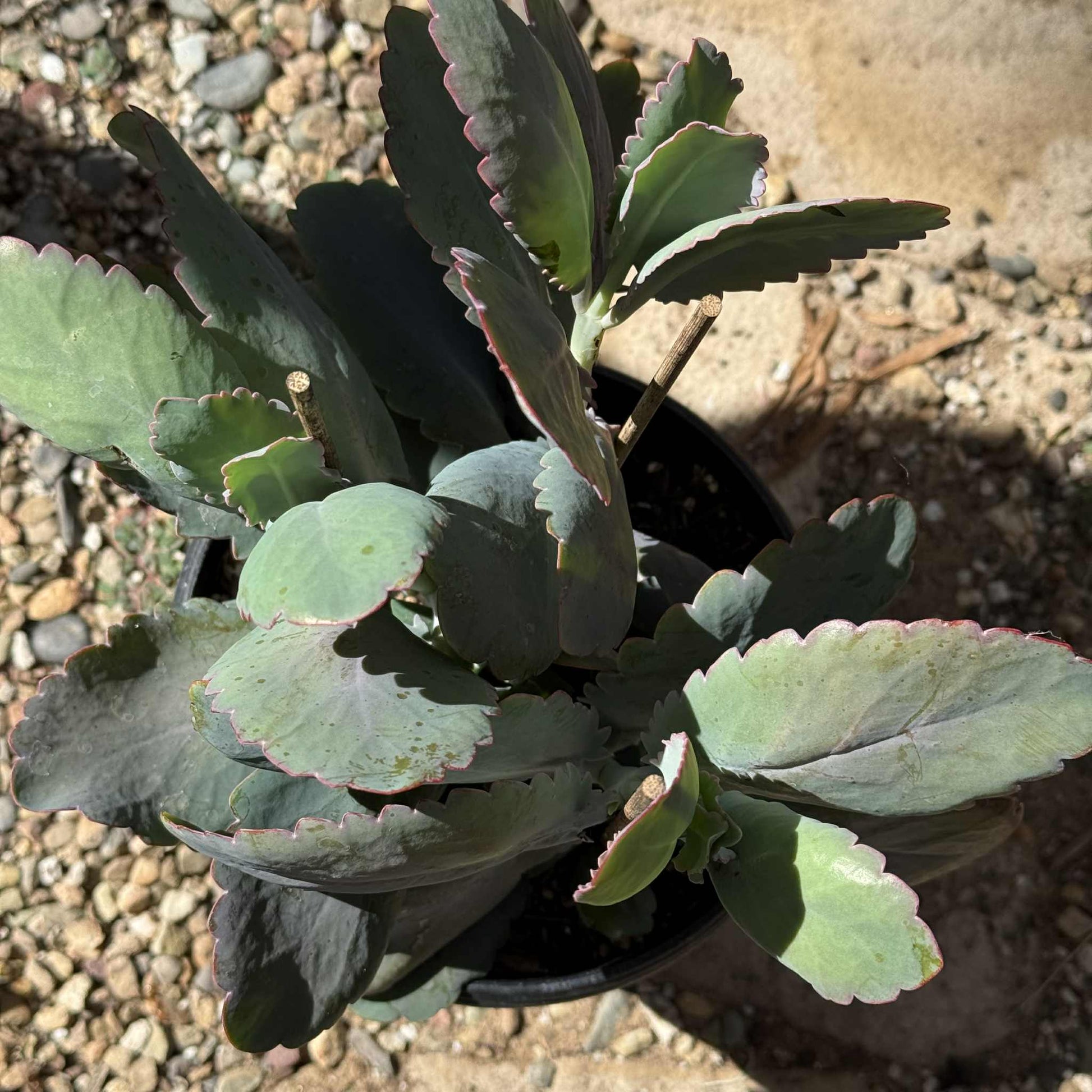 Kalanchoe fedtschenkoi 'Lavender Scallops' - 6 Inch Assorted Var. - Succulent - DesertScapeSucculent