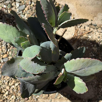 Kalanchoe fedtschenkoi 'Lavender Scallops' - 6 Inch Assorted Var. - Succulent - DesertScapeSucculent