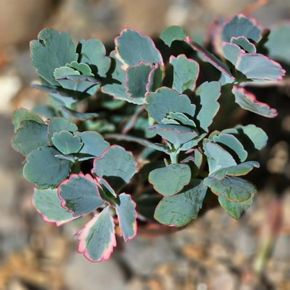 DesertScapeSucculent Succulent Kalanchoe fedtschenkoi 'Lavender Scallops'