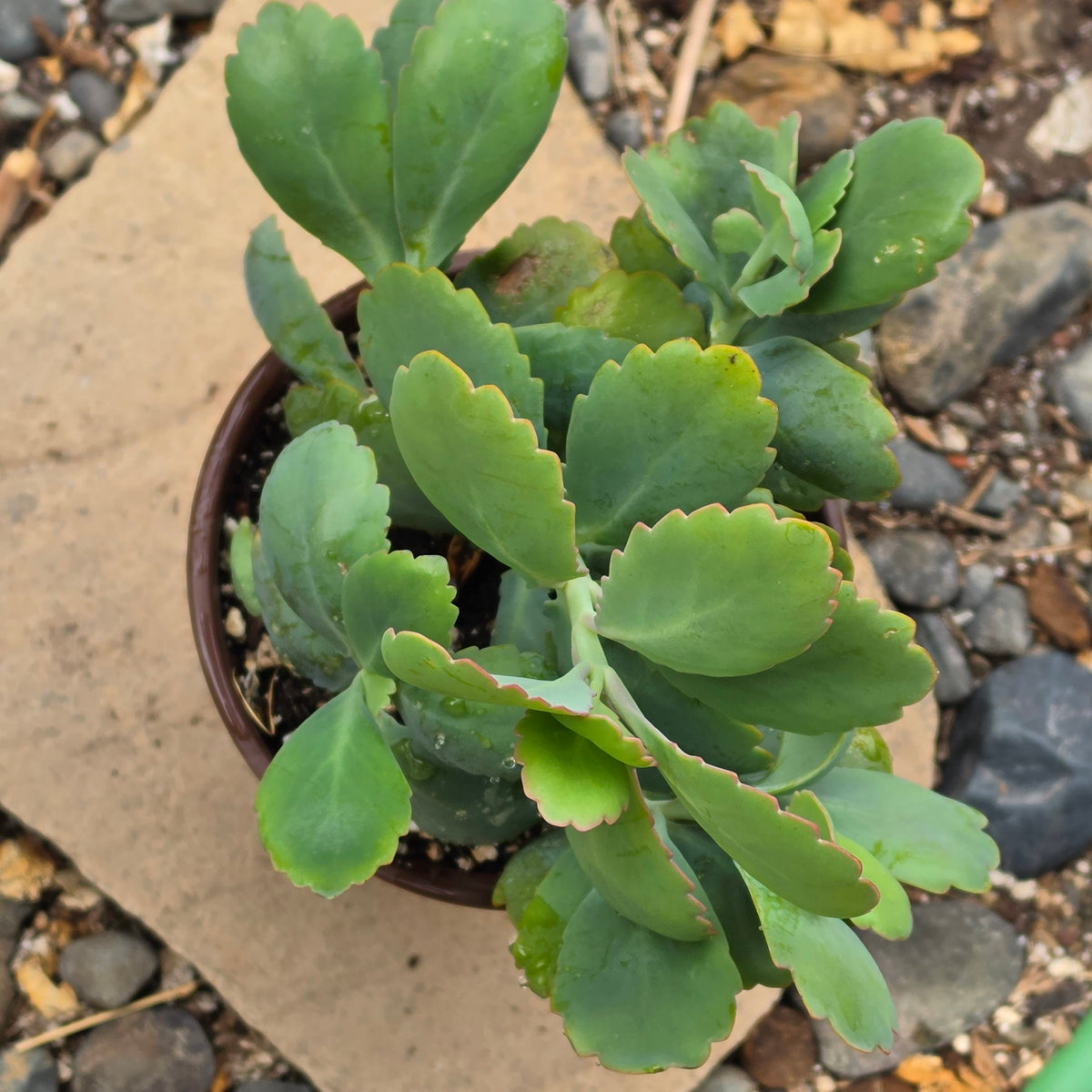 DesertScapeSucculent Succulent Kalanchoe fedtschenkoi 'Lavender Scallops'