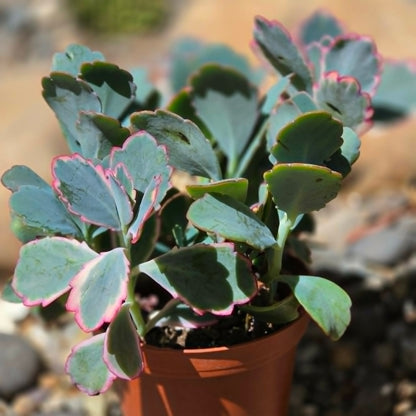 DesertScapeSucculent Succulent 4 Inch Kalanchoe fedtschenkoi 'Lavender Scallops'