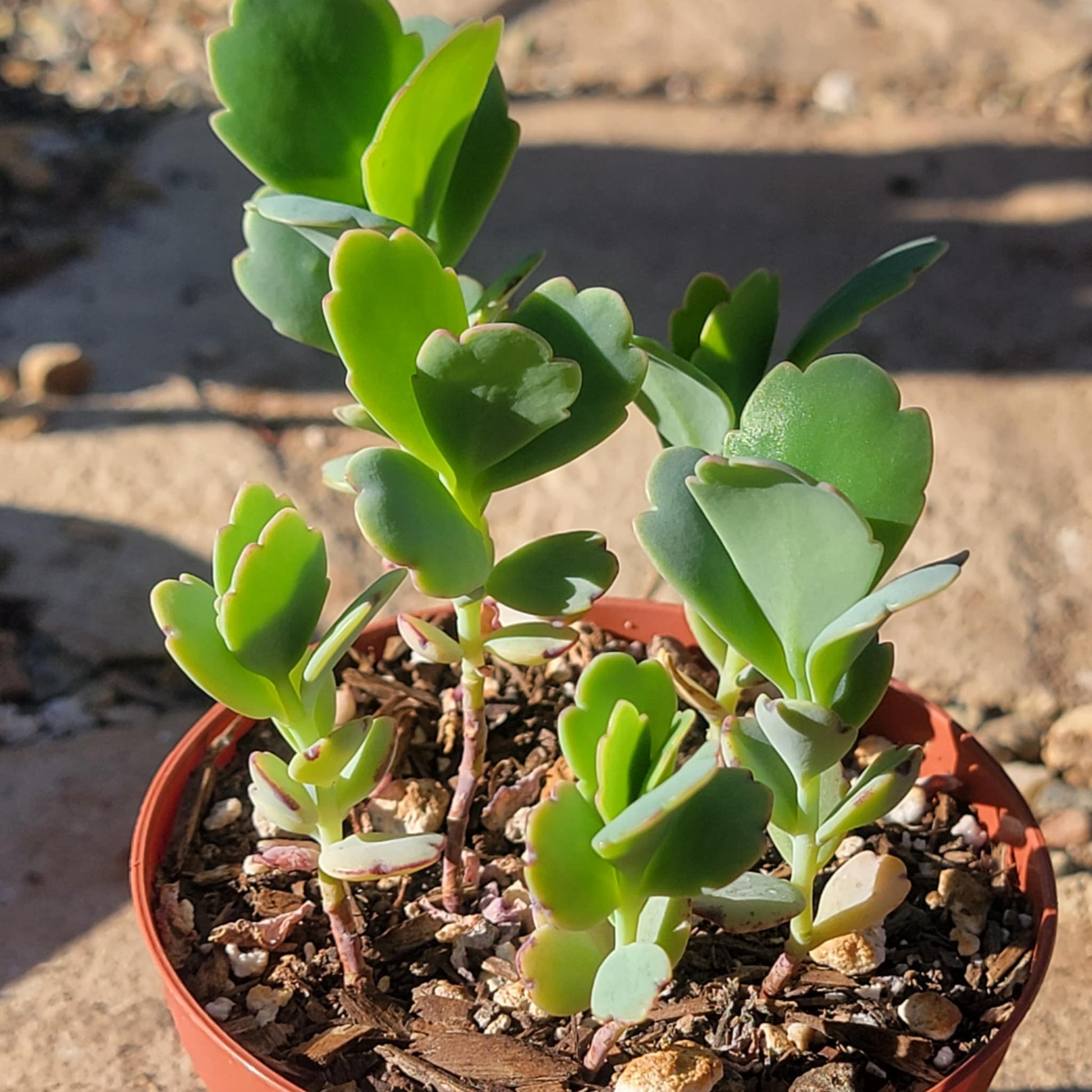 succulent soil for lavender Kalanchoe fedtschenkoi 'Lavender Scallops' – DesertScapeSucculent