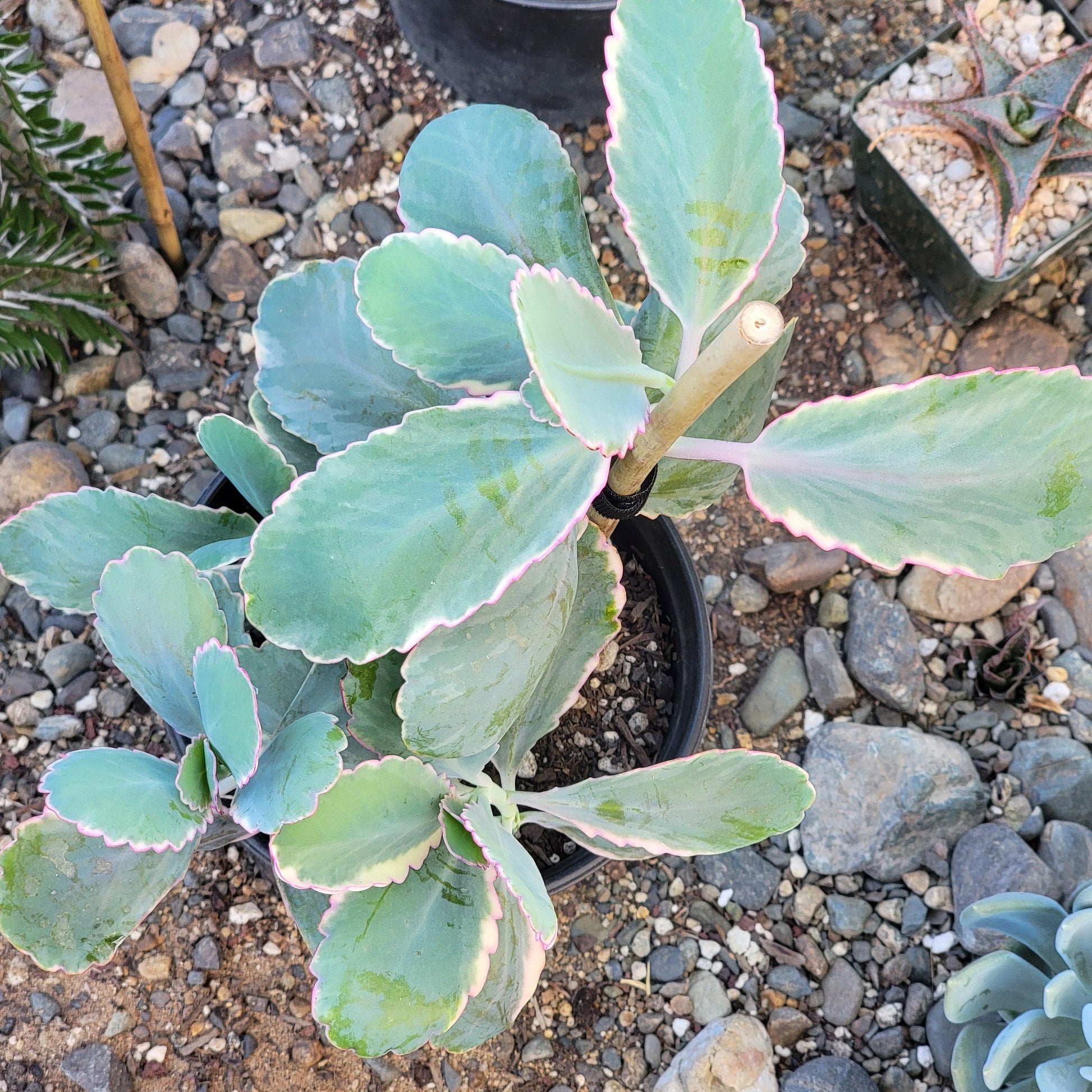 succulent soil for lavender Kalanchoe fedtschenkoi 'Lavender Scallops' – DesertScapeSucculent